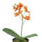 10&#x22; Potted Orange Orchid Plant by Ashland&#xAE;